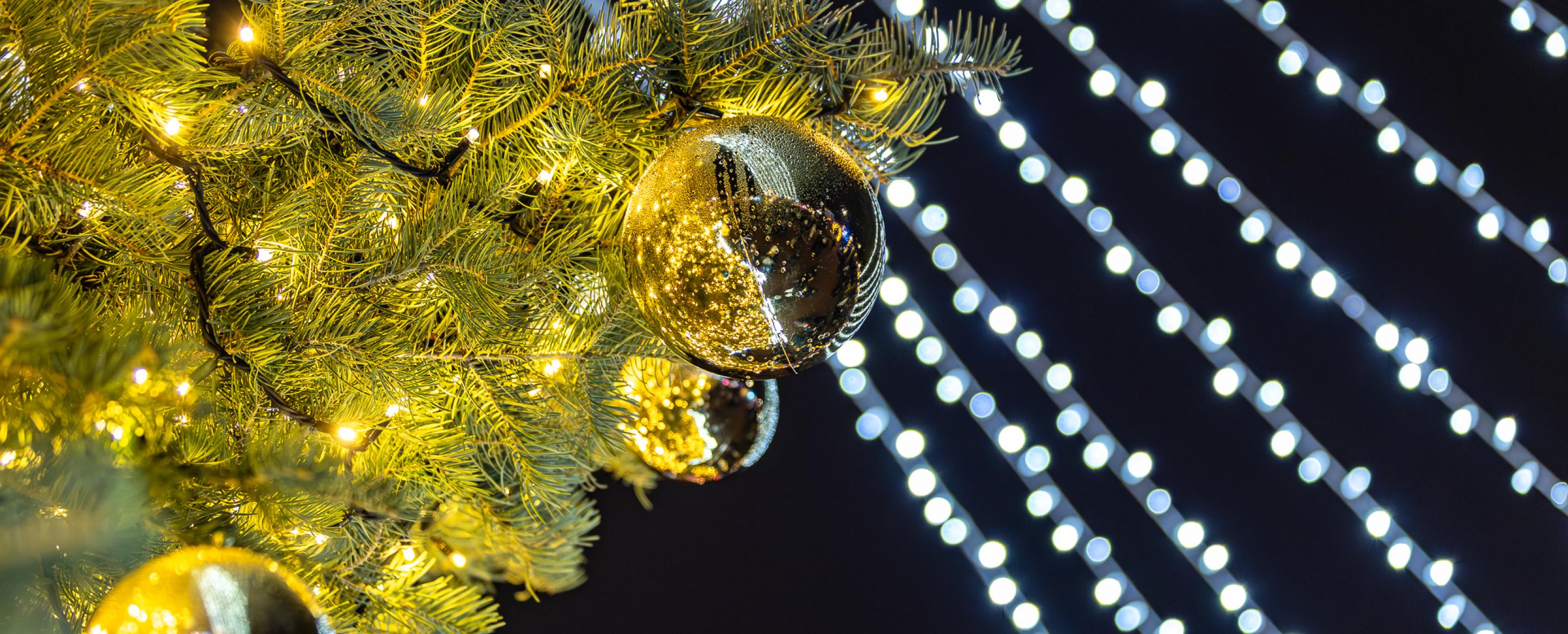 Kretingos egle 2025 3